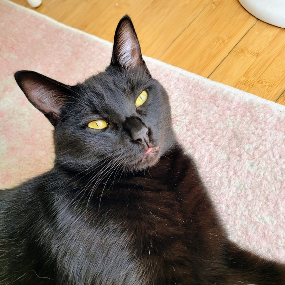 Meet your Posher, Emily - Picture 3 of 14